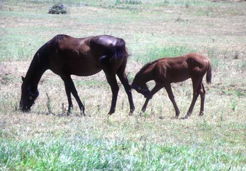 Mare with foal