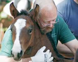 Hans with foal