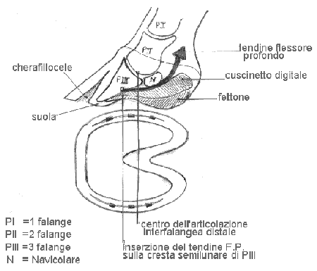 Schema 1