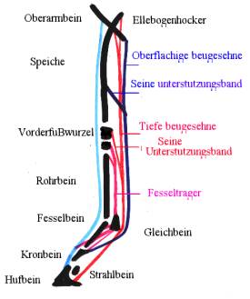 Scema 6