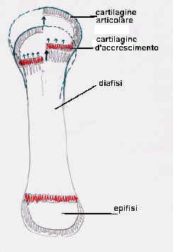 Schema 1